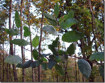 20081027 Brede High Wood Nothofagus obliqua