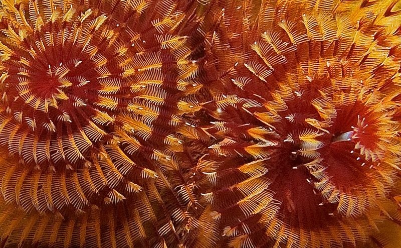 christmas-tree-worm-6