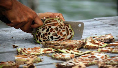 Sarang Semut Papua