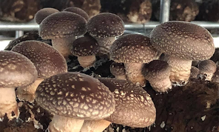 Delving Deep into China's Shiitake Logs: Unlocking Culinary Excellence