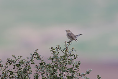 Red-breasted-Flycatcher