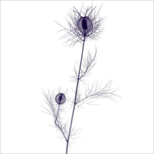 thumbs_thumbs_flowers-008