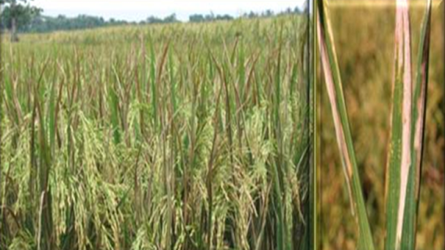 Penyakit hawar daun bakteri (HDB) merupakan salah satu penyakit padi utama yang tersebar di berbagai ekosistem padi di negara-negara penghasil padi, termasuk di Indonesia.