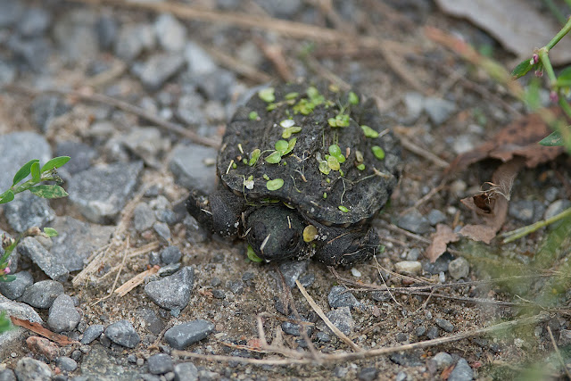 Baby Snapping Turtle seen in Brighton Constructive Wetland in Ontario.