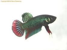 hidup adalah satu anugerah: ikan laga