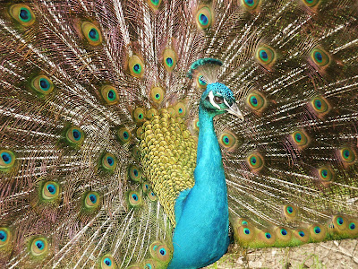 White peacock wallpaper 