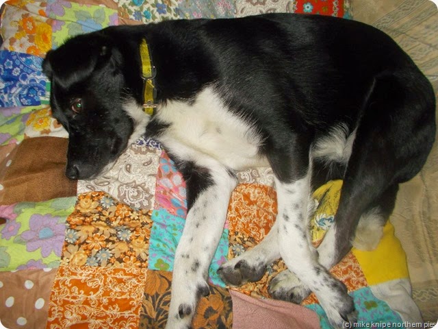 lucky waiting anxiously at home