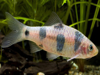 Clown Barb Fish Pictures