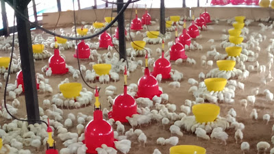 Tak Hanya Beternak Kambing, Pak Raymond Jadi Peternak Ayam Pedaging untuk Penuhi Kebutuhan Pasar