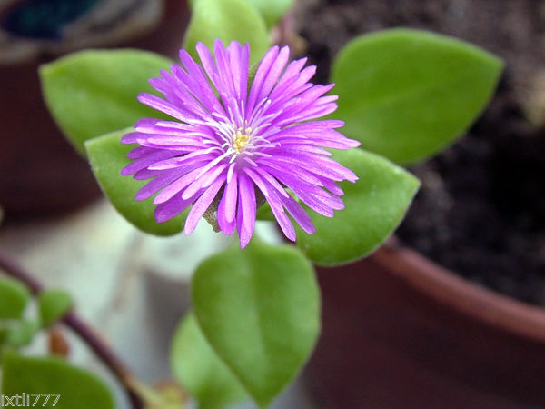 Aptenia cordifolia ،Baby Sunrose ، Heartleaf Ice Plant ، سارا ، حي علم ، نبات البارد ، قطر الندى ، تراجي العروس