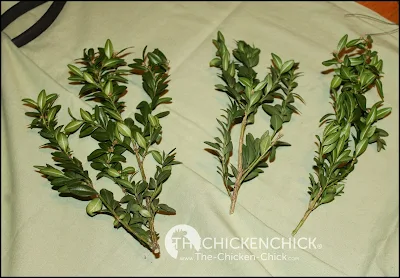 Sourcing the boxwood cuttings were ever the challenge as well as I guess I never looked difficult e Square Boxwood Wreath 