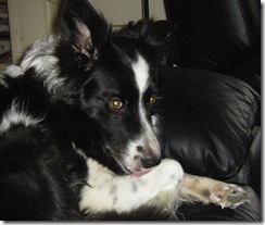 Jazz on Dave's chair.