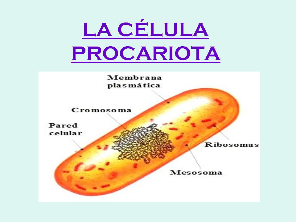 la celula procariota. CÉLULA PROCARIOTA