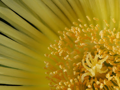 Žuti cvijet biljke download besplatne pozadine slike za desktop