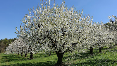 Blühender Kirschbaum auf einer Wiese