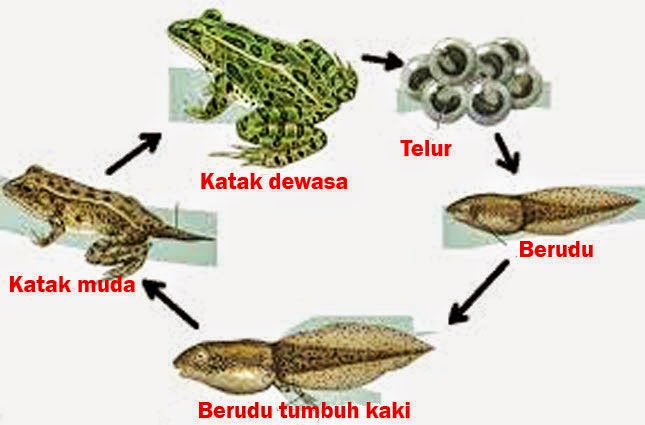 pengertian filum chordata meliputi subfilum ciri ciri dan 