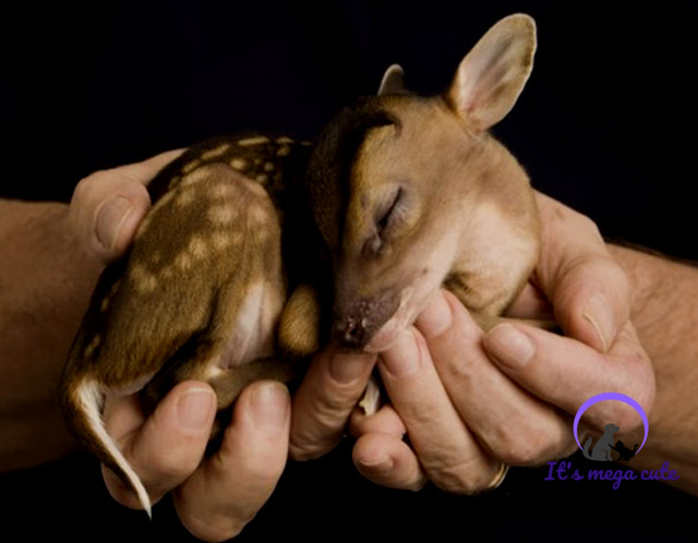 6. Adorable baby deer