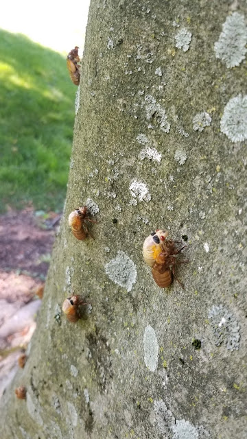 Brood X Cicacas emerging in Potomac, Maryland