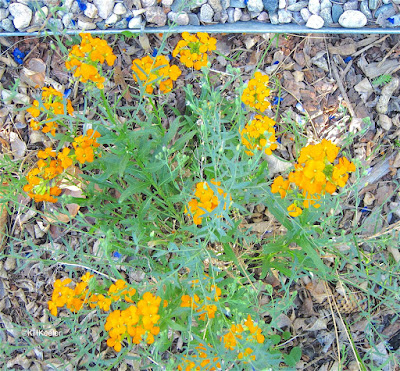 western wallflower, Erysimum asperum