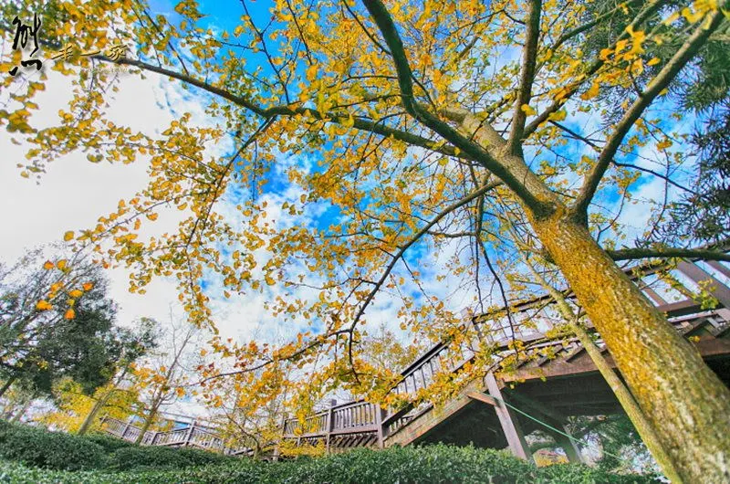 銀杏森林｜武岫農圃｜銀杏林觀景步道