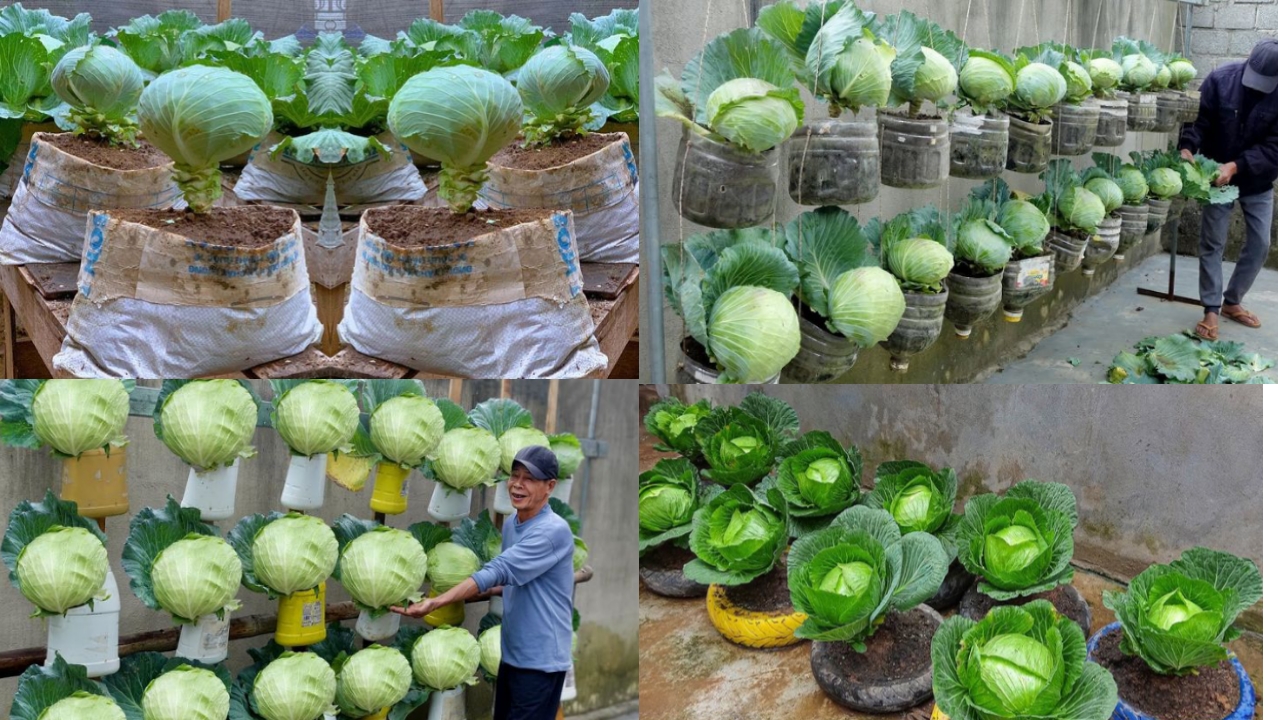 Growing Cabbage in Reused Containers: A Guide to Bountiful Harvests