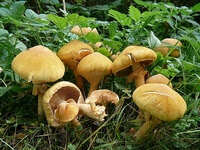 Phaeolepiota_aurea