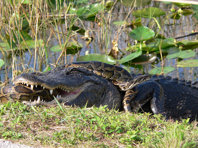 anaconda eats man. Check out this python pulling