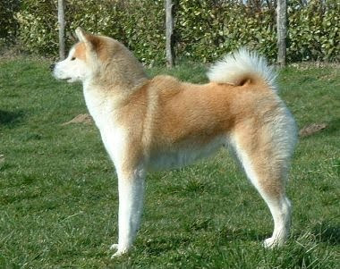 Akita Inu with Image