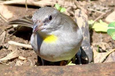 Yellow-throated Sparrow