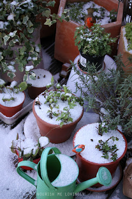 balcony garden Feb