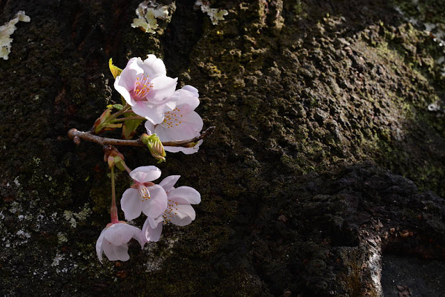 Arashiyama, tenryu-ji, sakura, avril 2019