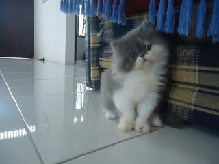 Gambar Kucing Peaknose