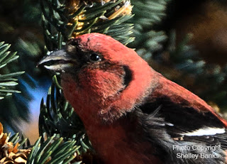 Male White-winged Crossbill. photo © Shelley Banks, all rights reserved. 