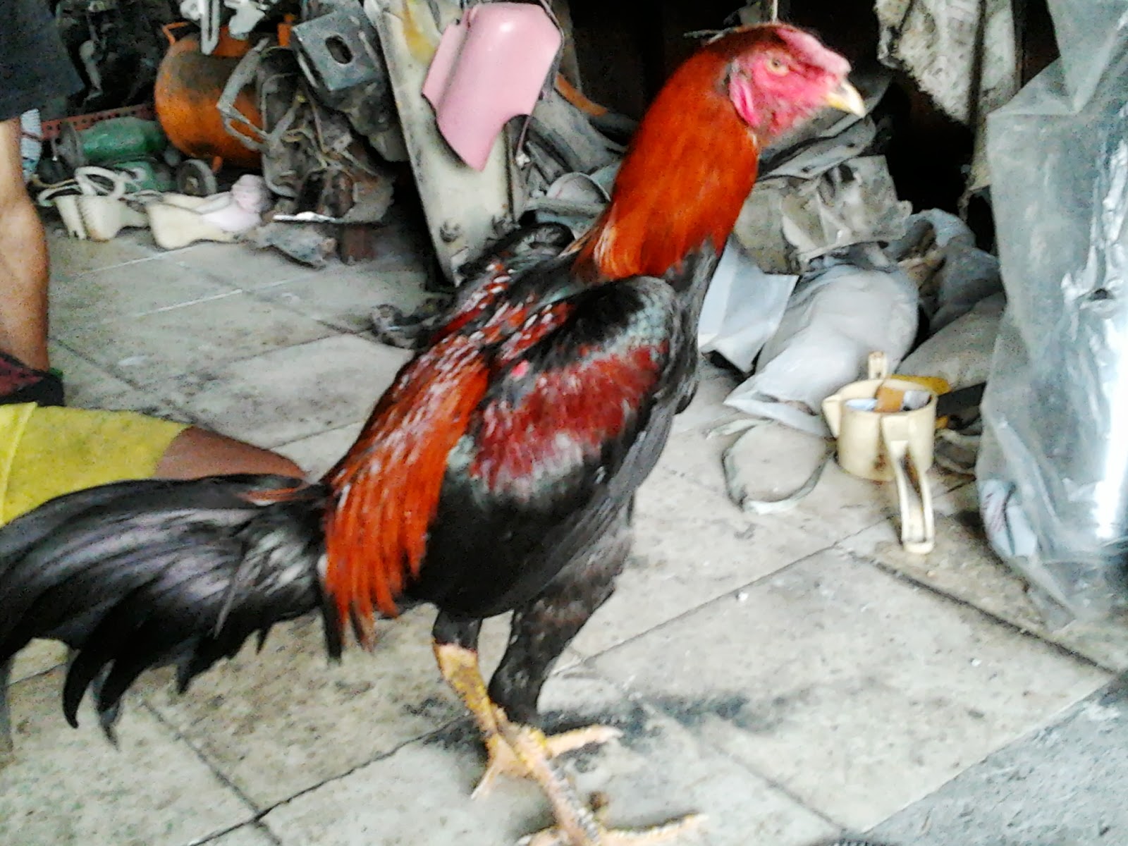 Gambar Ayam Bangkok Istimewa Halloween F