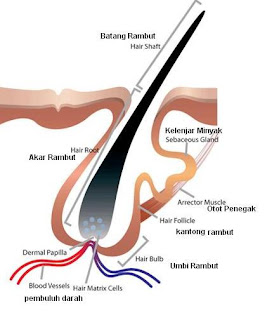 anatomi rambut