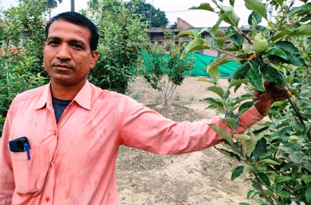  बिहार की गर्म जलवायु में भी सेब की सफल खेती