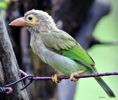 Brown-headed Barbet