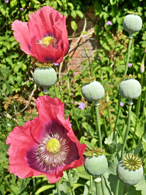 Large red poppies at Heligan