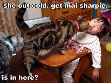 funny kitty pictures. 2010 Funny kitty picture,