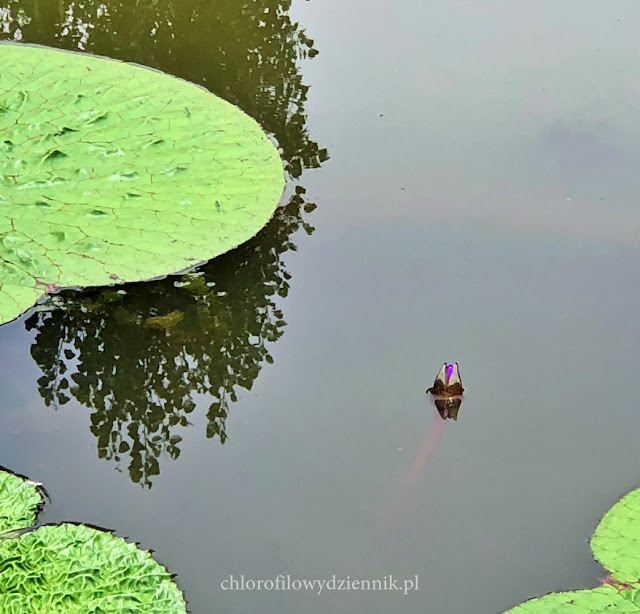 Rozłożnia kolczasta Euryale ferox Gorgon plant nut foxnuts prickly water lily jadalne rosliny wodne egzotyczne tropikalne azjatyckie orzeszki jak jesc pochodzenie wystepowanie zastosowanie jak rosnie gdzie