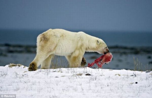 [polar_bear_eats_baby_cub_02.jpg]