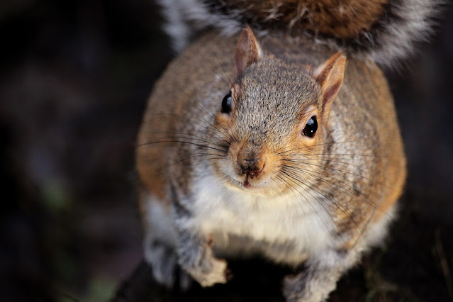 Why you should never take a wild animal as a pet