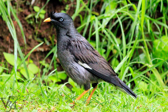 Great Myna at the Ooty gardens