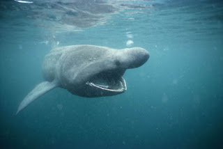 basking shark