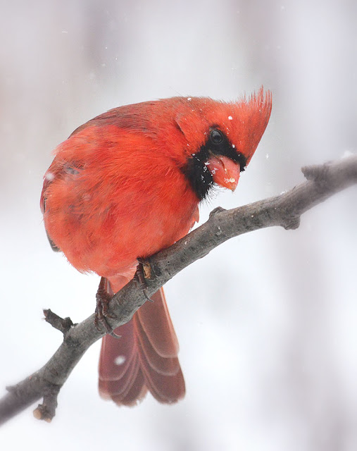 Cardinals Red Birds