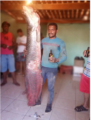 Pescador fisga peixe pirarucu de 70  quilos,  na Chapada Diamantina