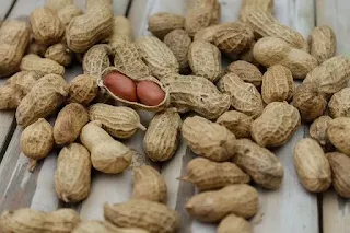 kolagen berasal dari