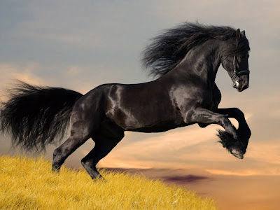 Amazing Black Horse