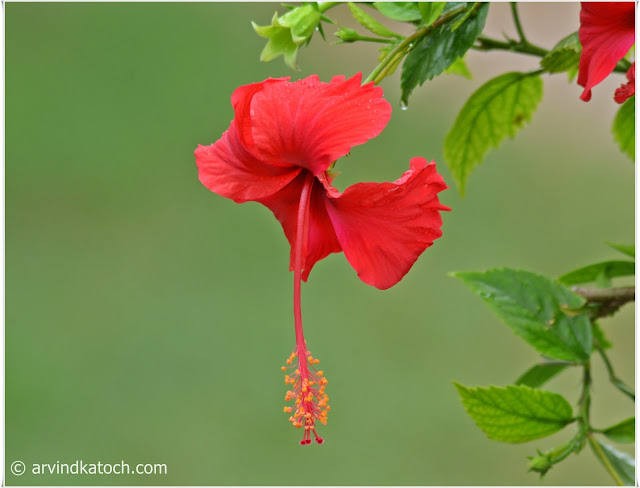 Beauty, Red Hibiscus, Flower,