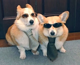 Cute dogs - part 11 (50 pics), two corgis wear sunglasses and ties